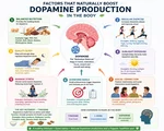 Understanding Dopamine Hormone and Its Important Role in Human Life